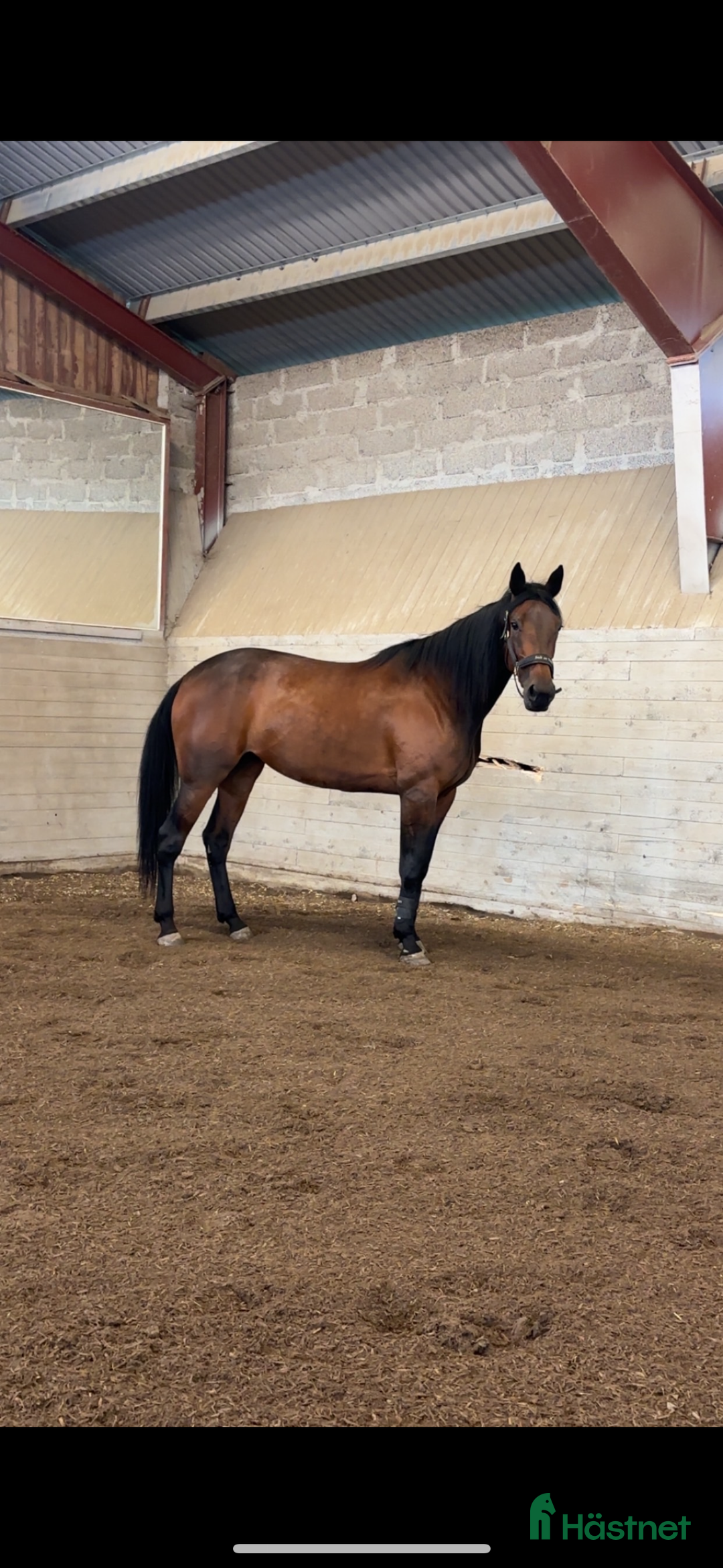 Allround hästar till salu: 5-årigt sto söker nytt hem i Ekerö - Annons 3