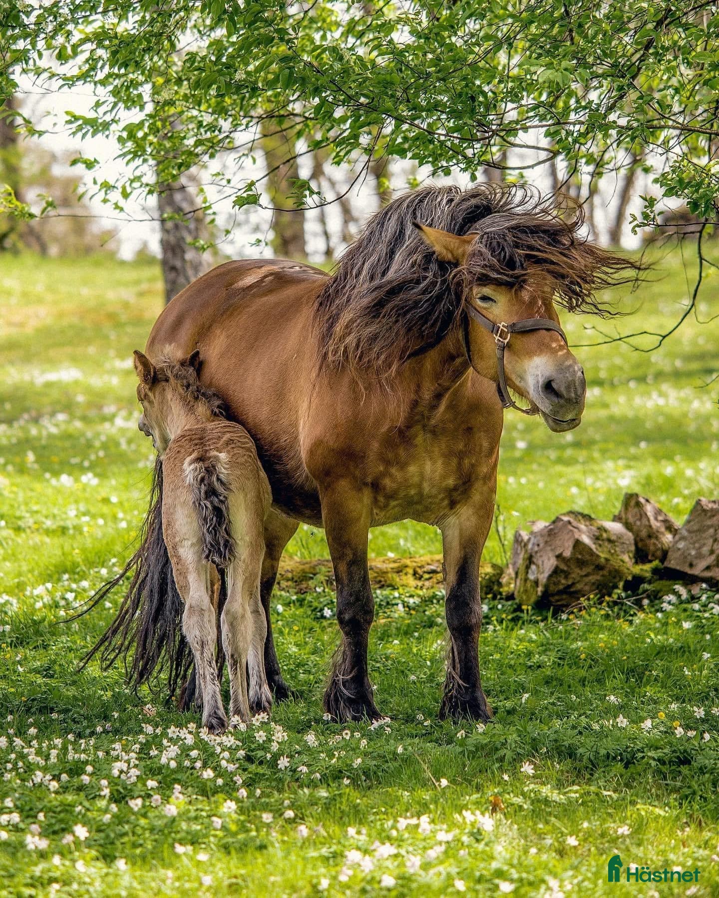  hästar Dräktigt Elitsto samt Pigall 7 mån i Lilla Edet - Annons 11