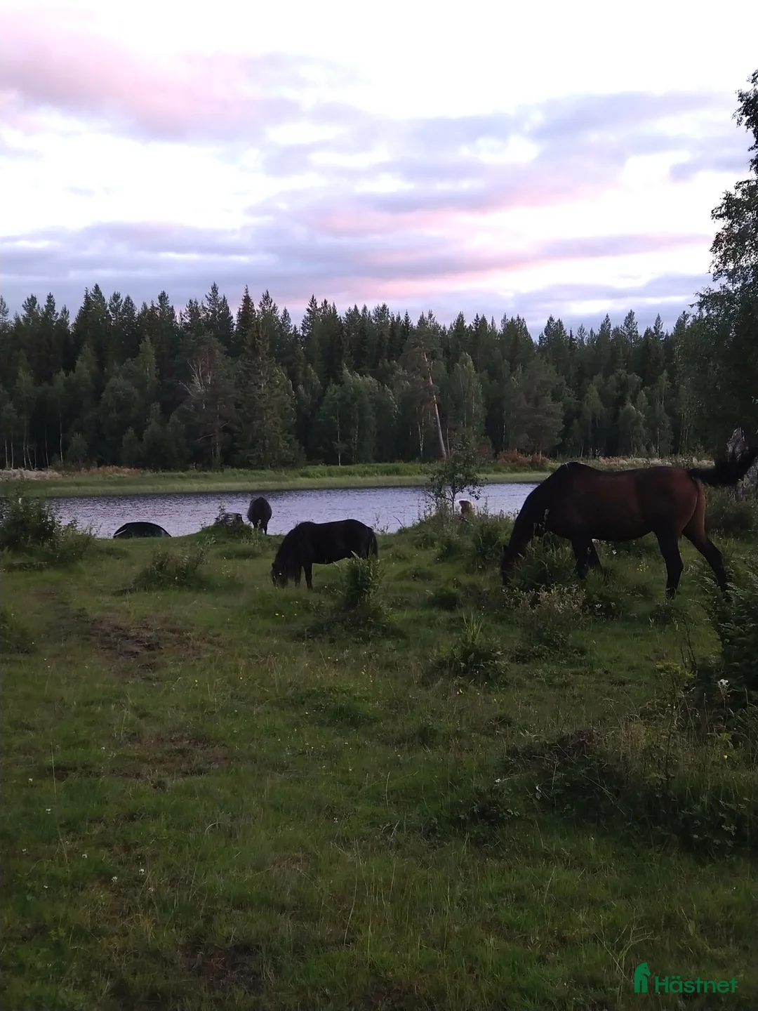  foderhäst sökes: Sommarponny/häst önskas låna/hyra - Annons 2