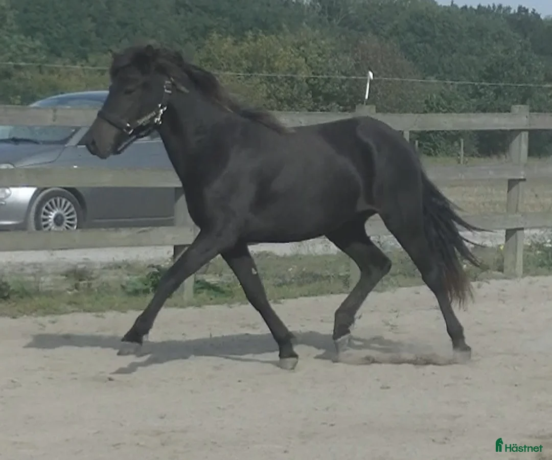 Island hästar till salu: Häftig ungsto med super stam i Vollsjö - Annons 3