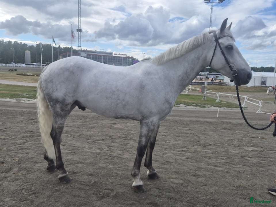  hästar Drömponny  - Annons 2