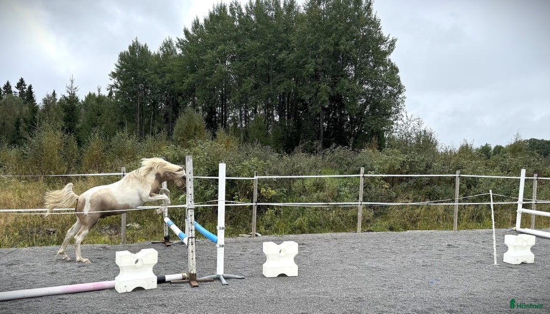 Allround hästar till salu: Drömponny e. Orchard Zweed i Östersund - Annons 2