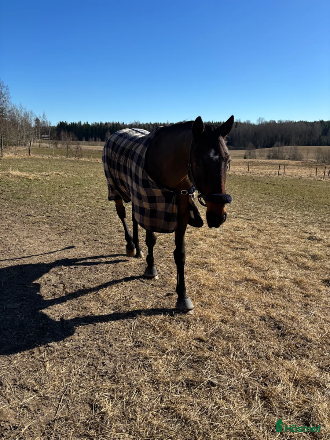 Allround hästar till salu: Min diamant❤️ i Finspång - Annons 11