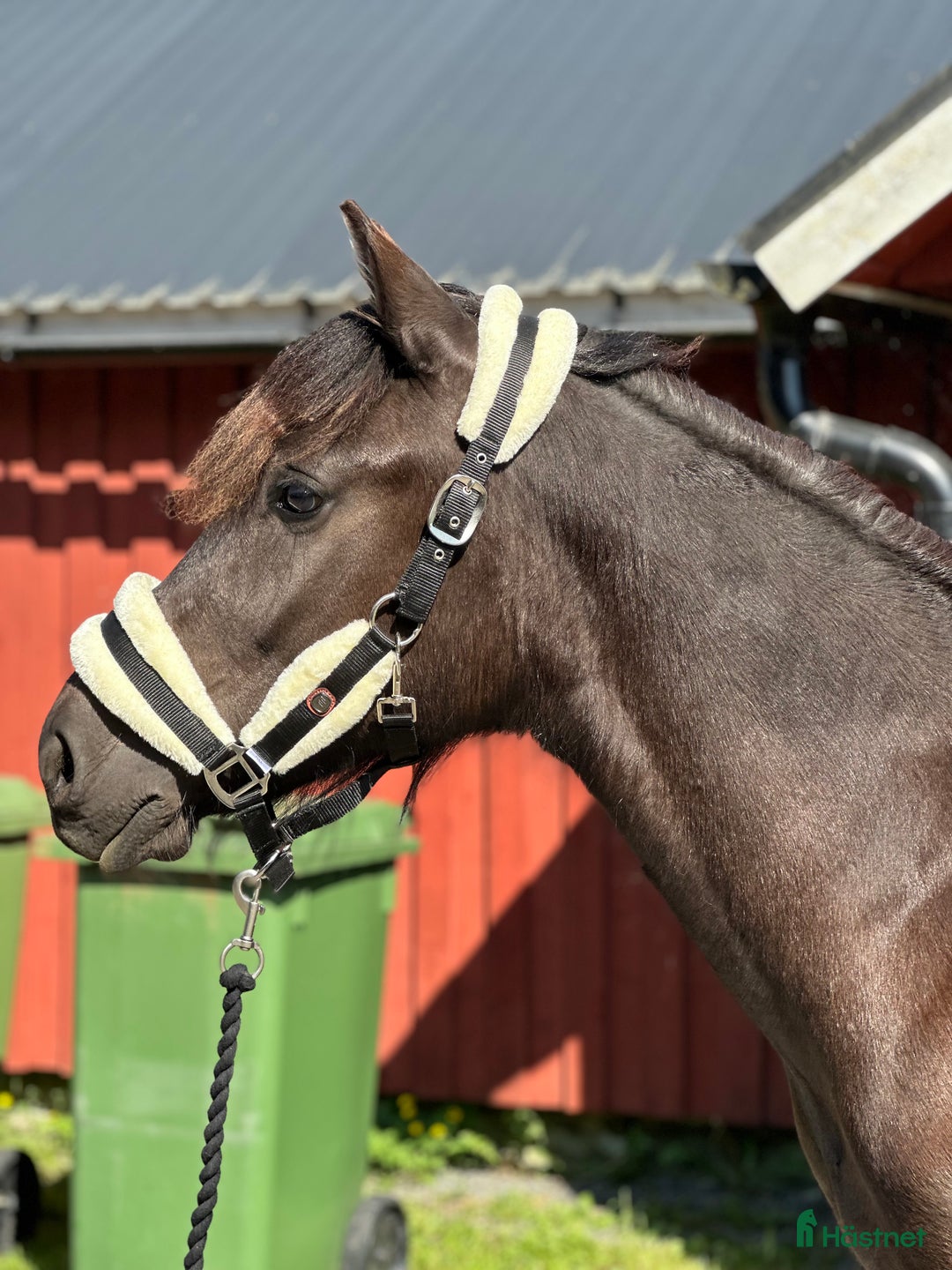 Allround hästar till salu: Snygg Nordsvensk (tingad till 6/12) i Grästorp - Annons 7