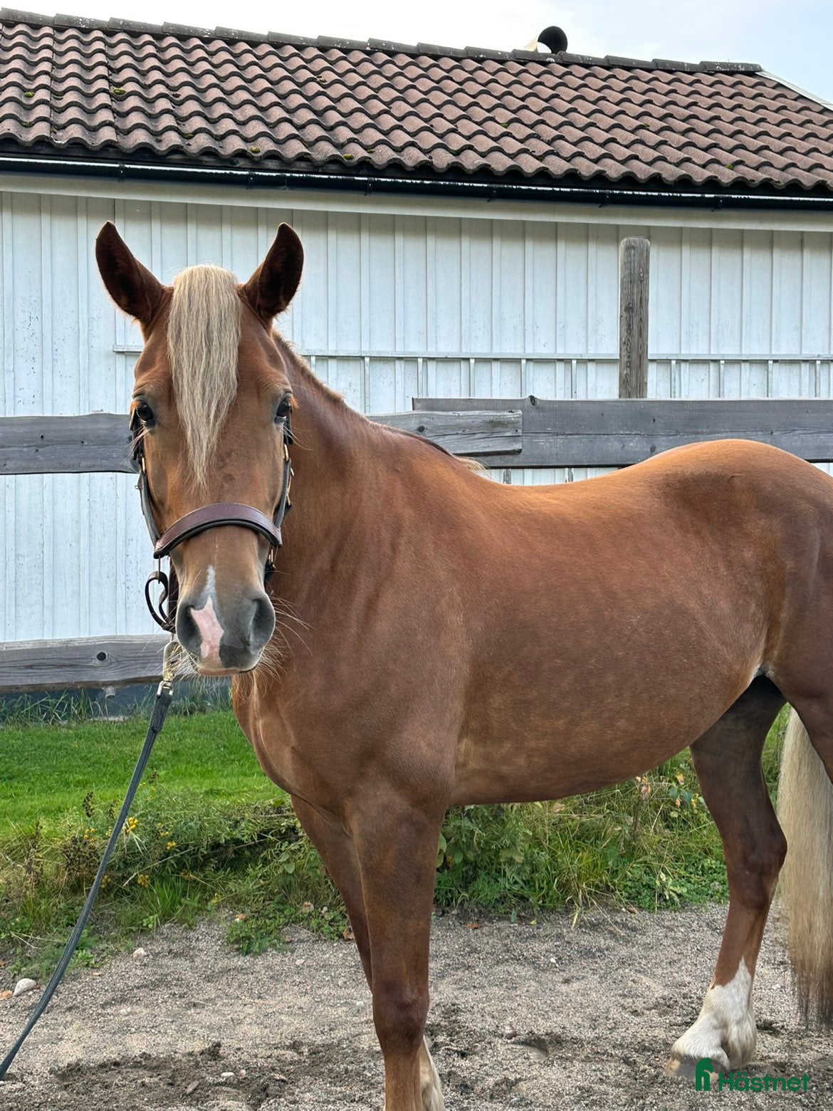  hästar supertrevligt svenskfött welch cob sto i Söderala - Annons 12