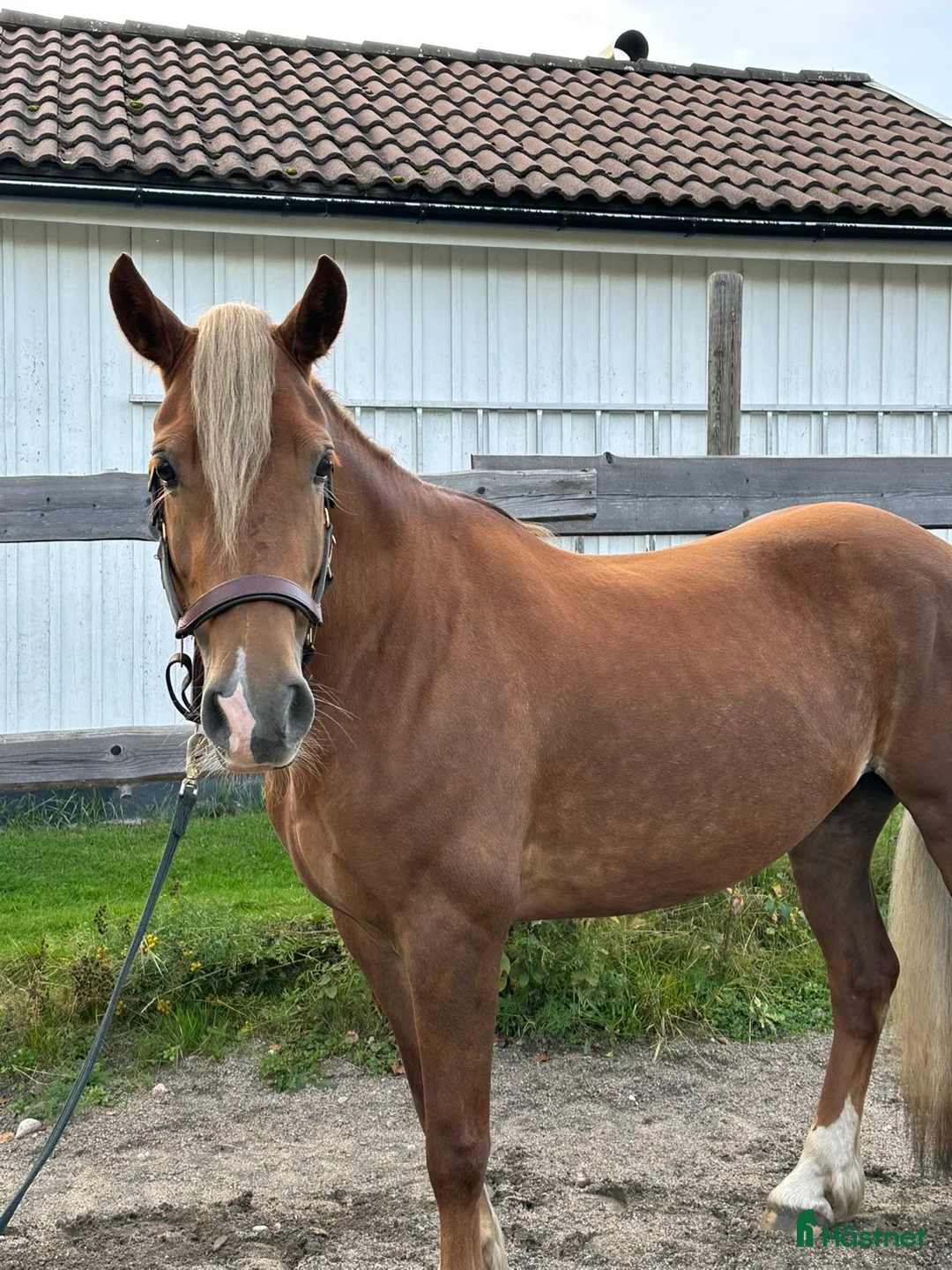 Allround hästar till salu: supertrevligt svenskfött welch cob sto i Söderala - Annons 1