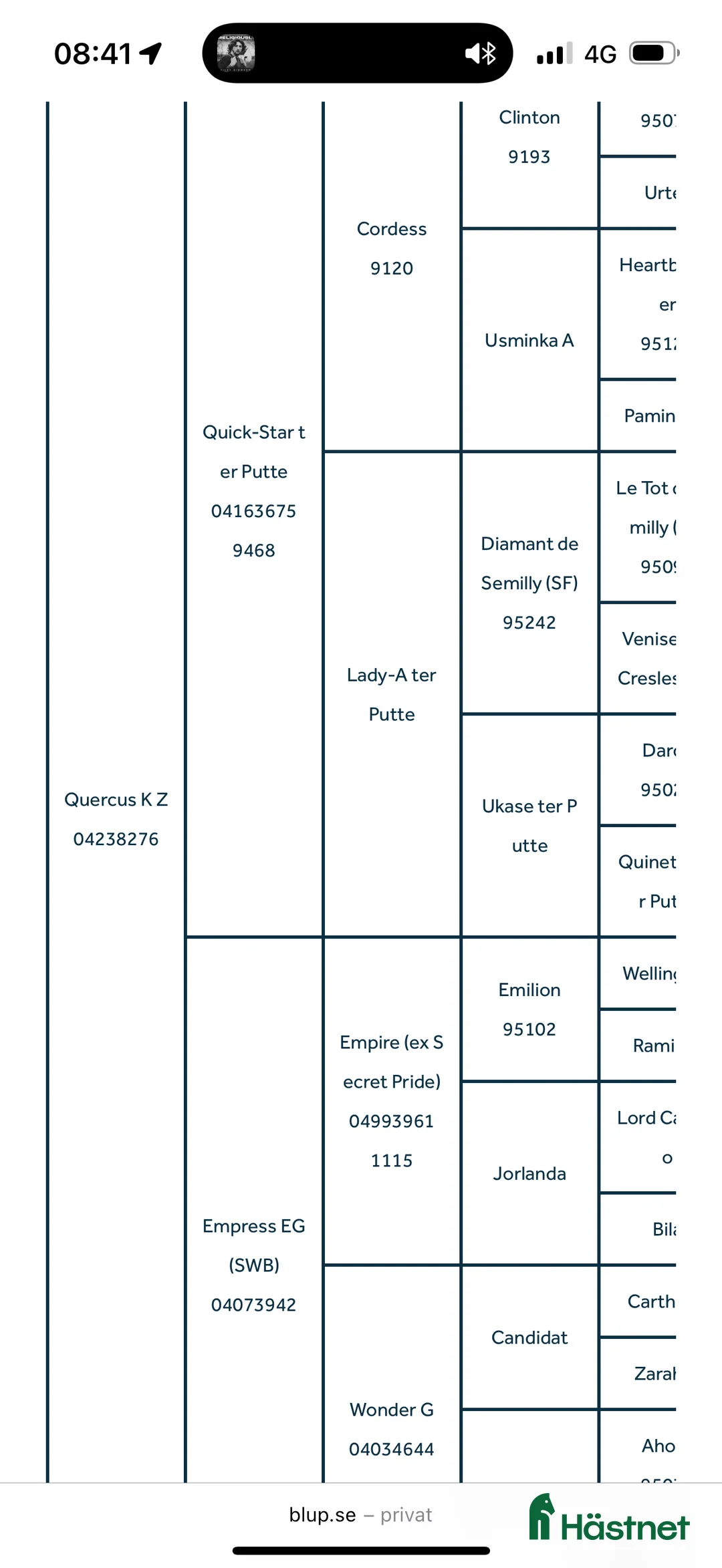Hoppning hästar till salu: Hoppstamad valack ⭐️ - Annons 2