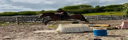 Allround hästar till salu: Connemara gelding 148cm - Annons 9