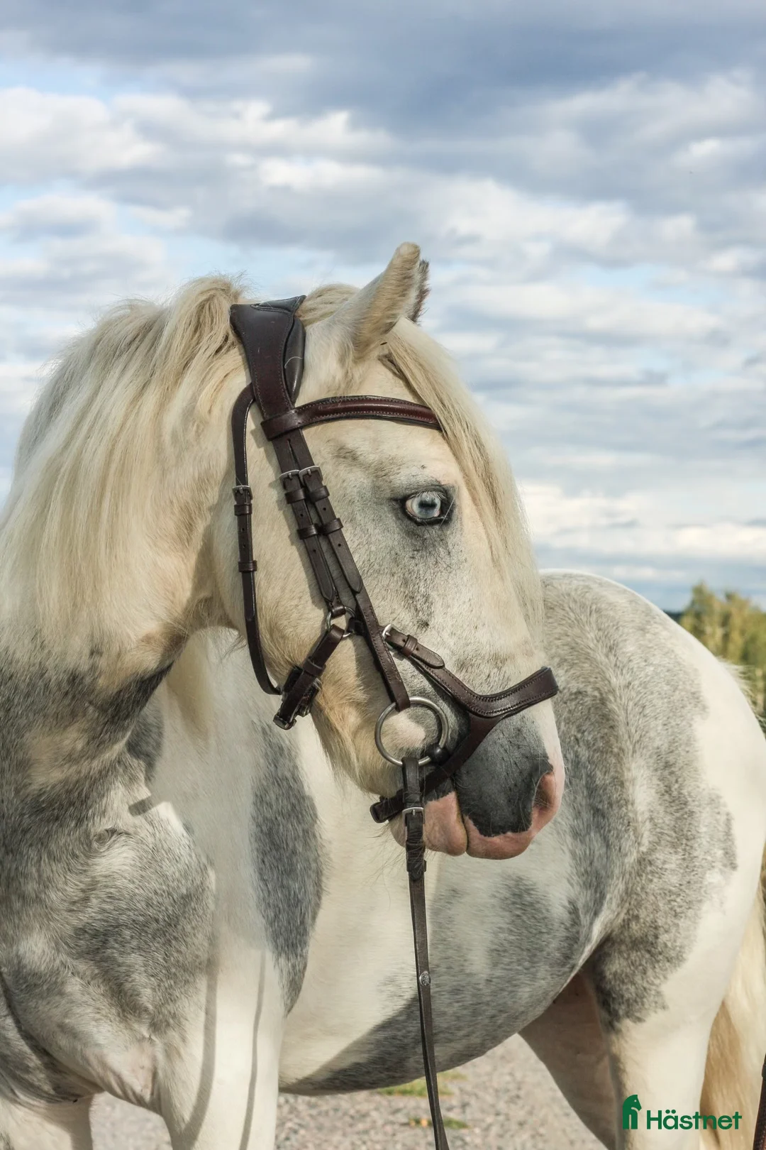 Allround hästar till salu: Framtidslöfte för familjen med tid i Borås - Annons 2