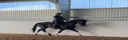 Dressyr hästar till salu: Sänkt pris på fin dressyrhäst - film i annons - Annons 1