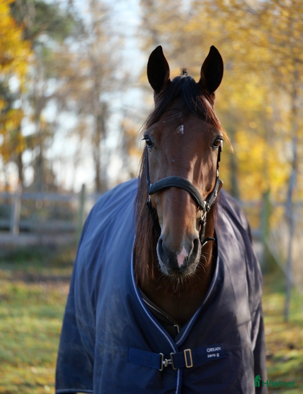  hästar Trevlig 9årig valack  i Kalmar - Annons 1