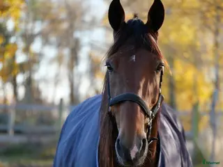 hästar Trevlig 9årig valack i Kalmar - Annons 1
