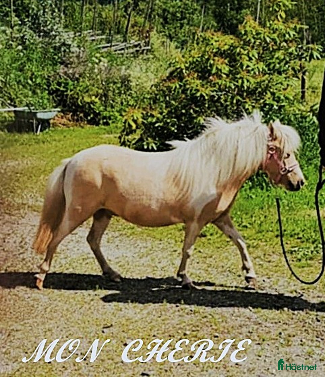 Allround hästar till salu: Amerikansk miniatyr sto  i Hofors - Annons 2