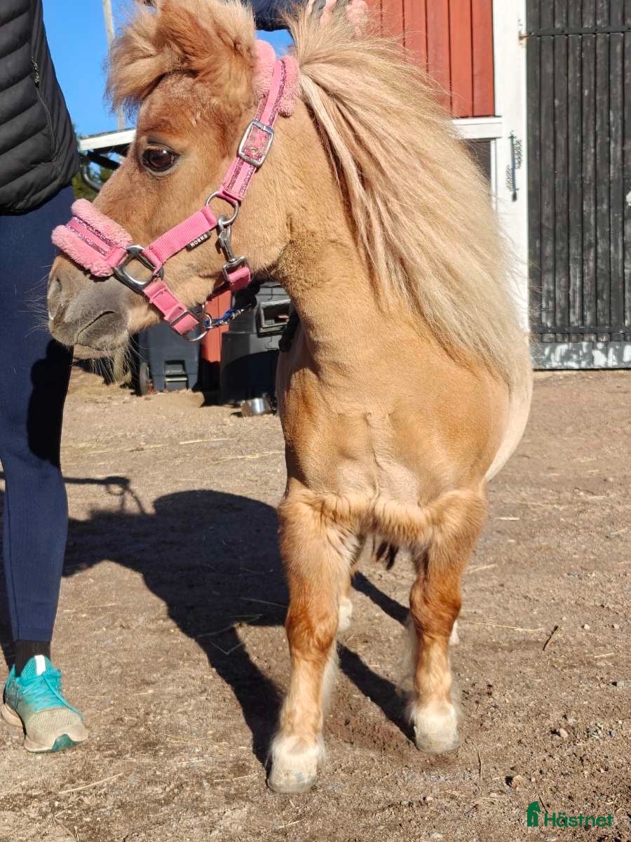  hästar Fantastisk minishettis söker nytt hem! - Annons 3