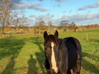 hästar Snäll 3årig valack - Annons 1