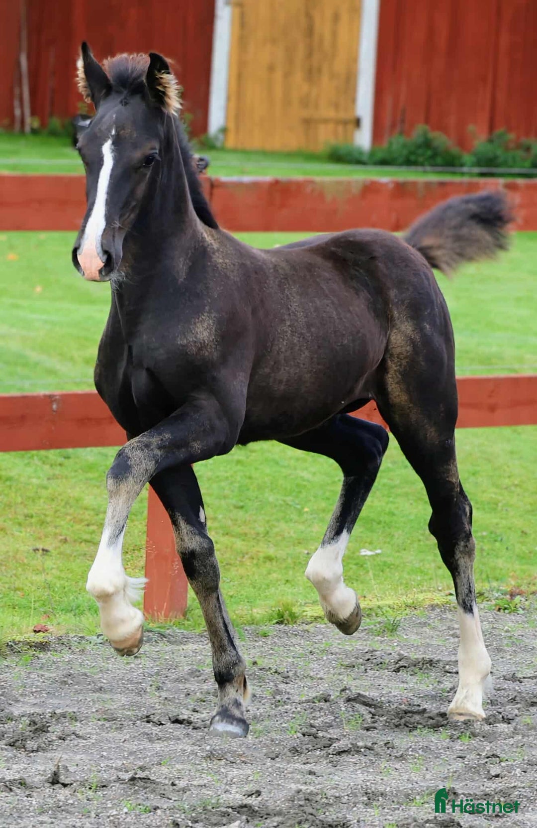 Allround hästar till salu: Vacker och välstammad welsh cob hingst i Kil - Annons 4