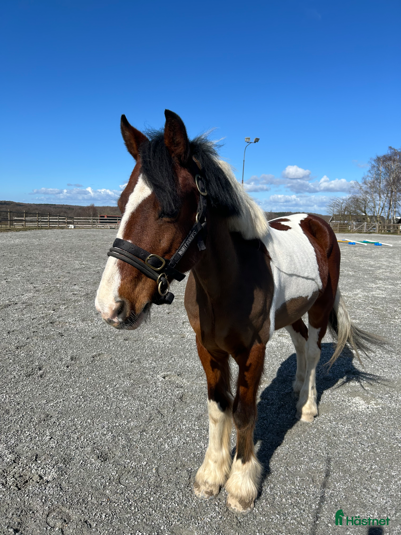 Allround hästar till salu: Världens snällaste ponny söker nytt hem🌸 - Annons 2