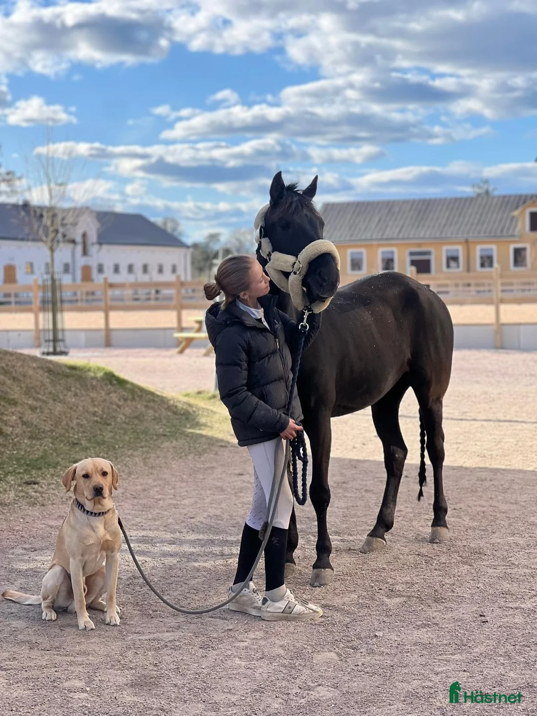 Hoppning hästar till salu: Trygg bästa kompis  - Annons 2