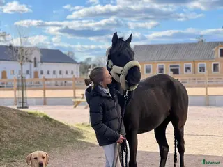 hästar Trygg bästa kompis, utrustning ingår - Annons 3