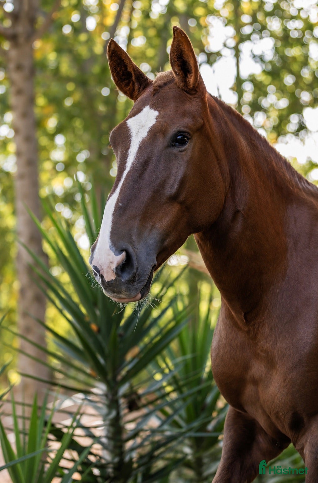  medryttarhäst finnes: Intelligent Lusitano/Breton sto är utråkad - Annons 1