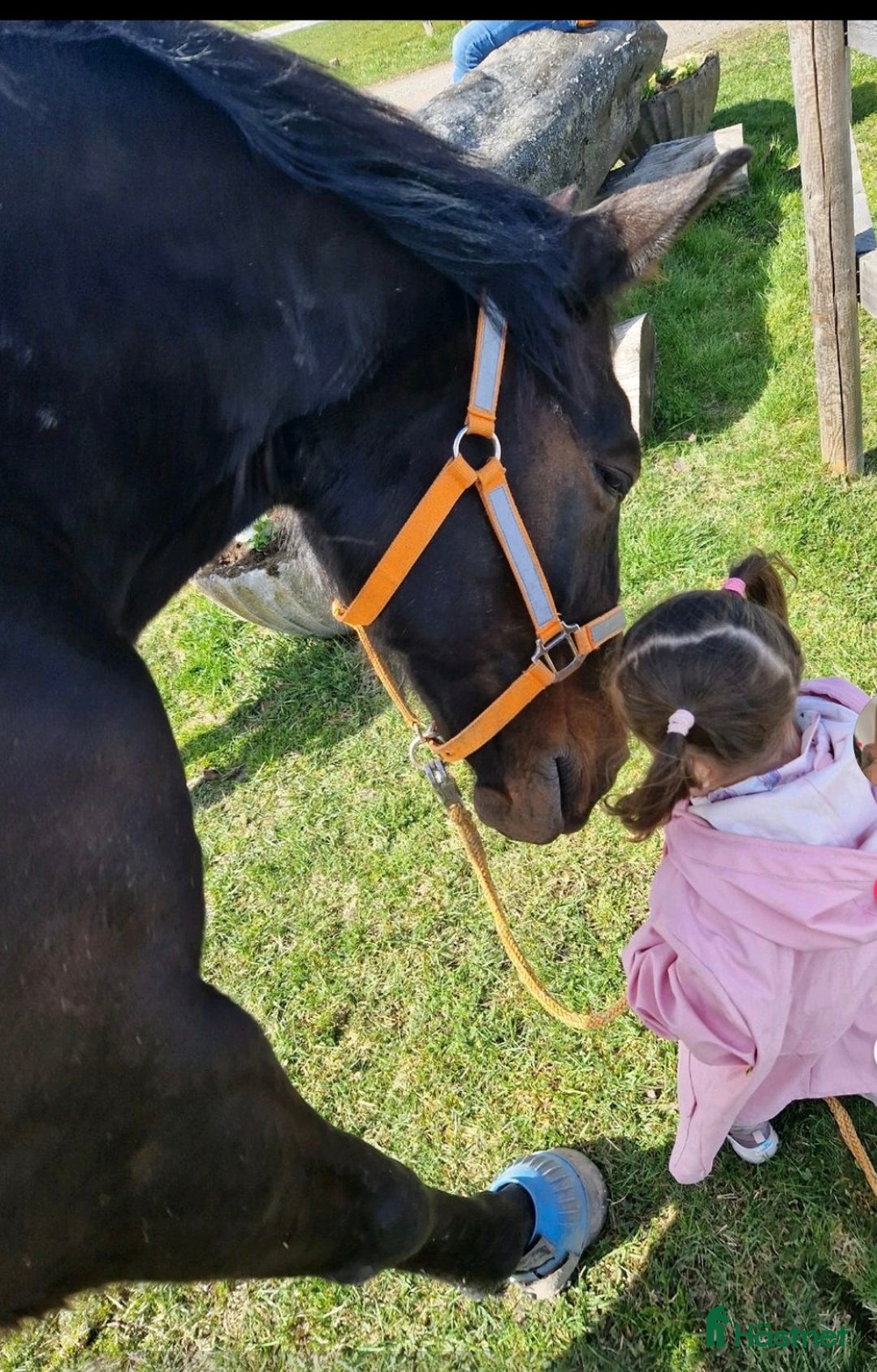  medryttarhäst finnes: Snäll 17 årig valack söker medryttare i järfälla - Annons 4