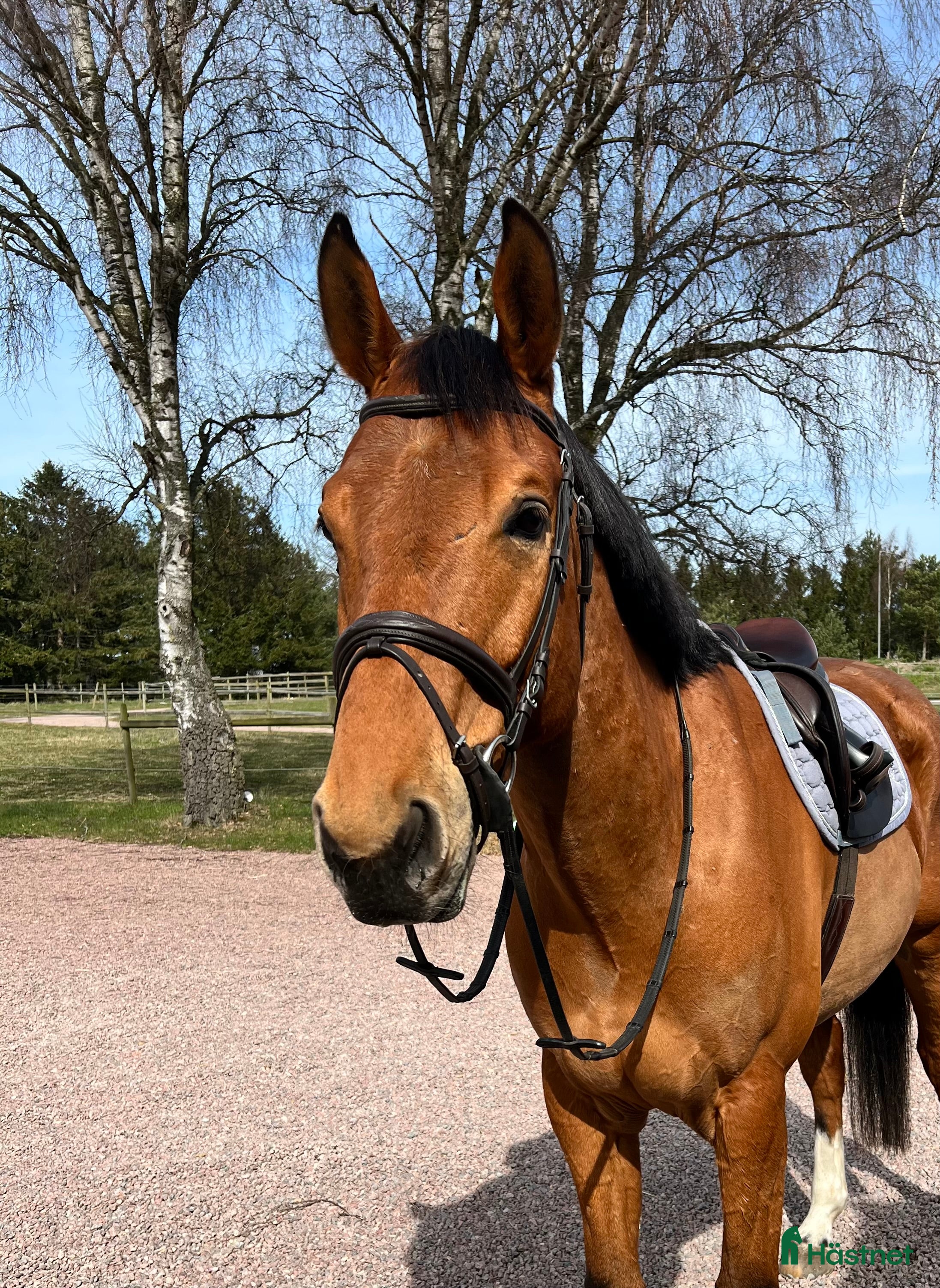  hästar Trevlig 6-åring för hoppning eller fälttävlan i Örebro - Annons 2