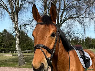 hästar Trevlig 6-åring för hoppning eller fälttävlan i Örebro - Annons 2