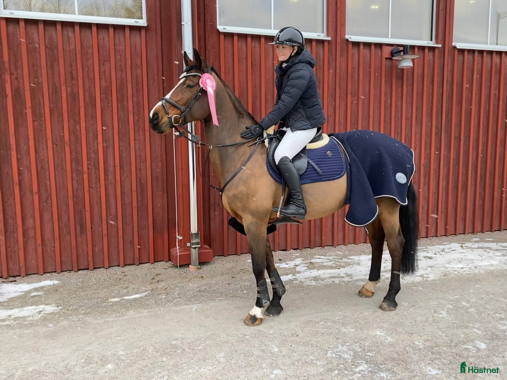  foderhäst Söker hopphäst att ha på foder - Annons 5