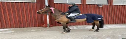  foderhäst sökes: Söker hopphäst att ha på foder i Vreta Kloster - Annons 1