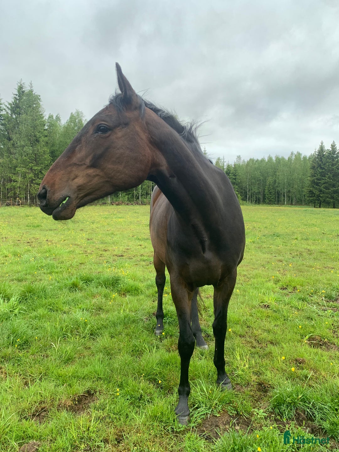 Allround hästar till salu: 4-årigt sto säljes/utlånas i Kil - Annons 1