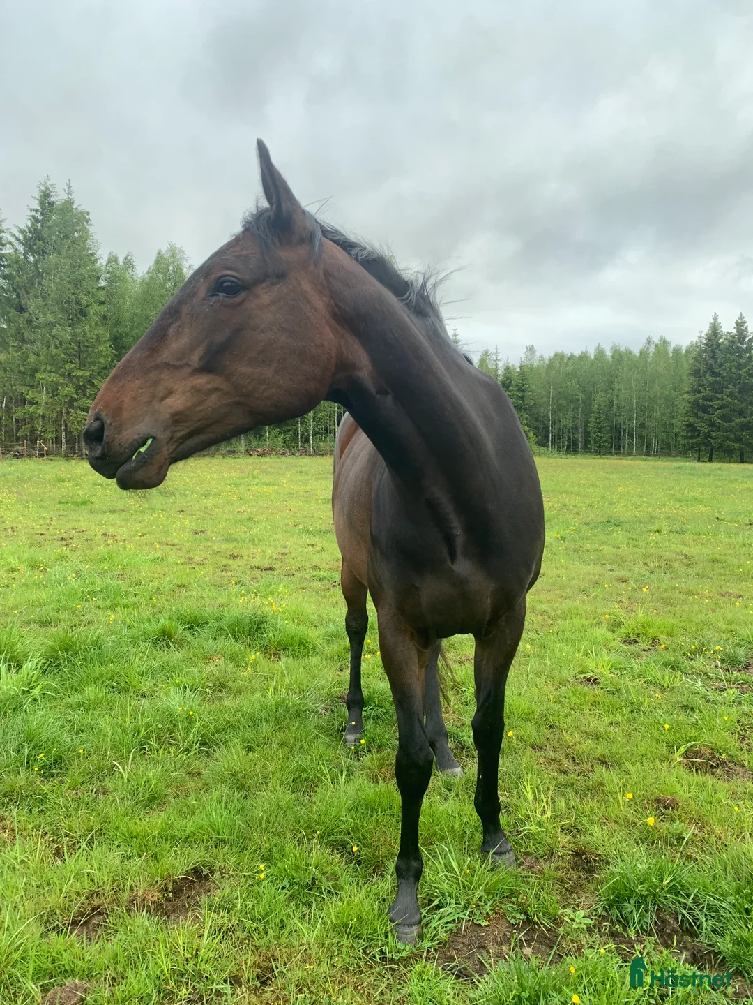 Allround hästar till salu: 4-årigt sto säljes/utlånas i Kil - Annons 1