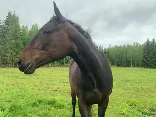 hästar 4-årigt sto säljes/utlånas i Kil - Annons 5