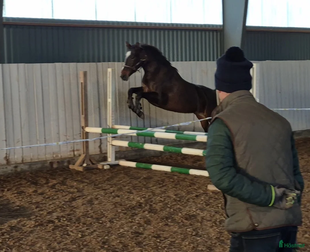 Hoppning hästar till salu: 🎀 Utvecklingsbart 6års sto ev byte - Annons 3