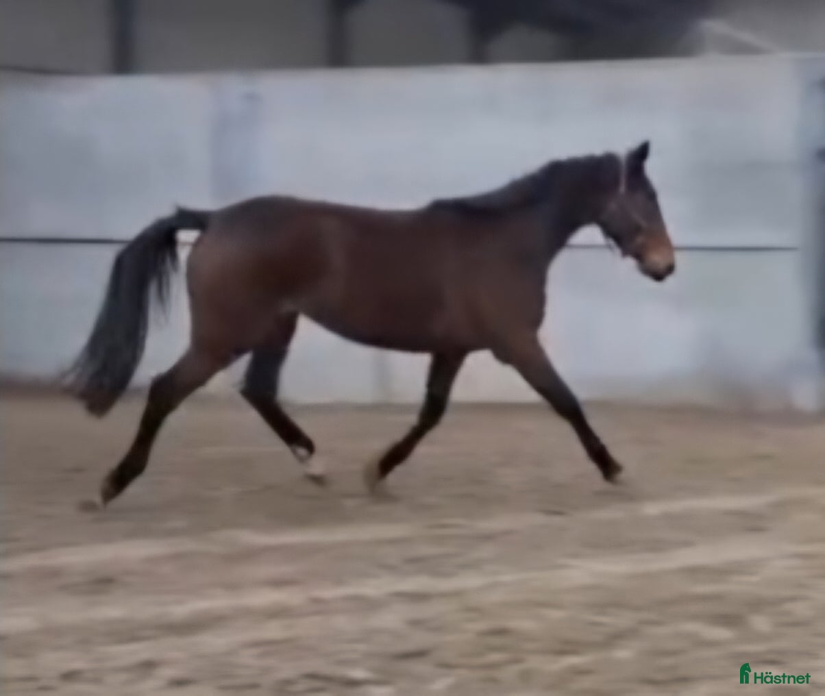  hästar Toppstam hoppn 5årigt sto - Annons 5