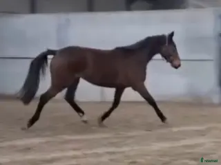 hästar Toppstam hoppn 5årigt sto - Annons 5