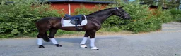 Dressyr hästar till salu: Exklusiva dressyrhästar i olika åldrar - Annons 11