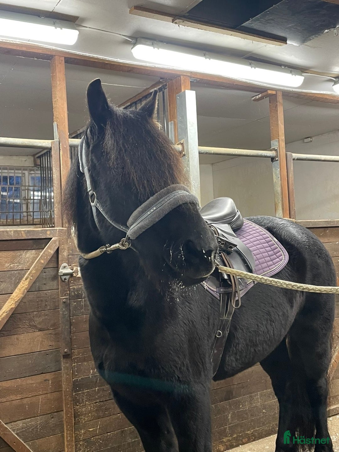 Allround hästar till salu: Kallblods sto  i Storuman - Annons 1