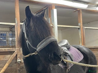 hästar Kallblods sto i Storuman - Annons 9