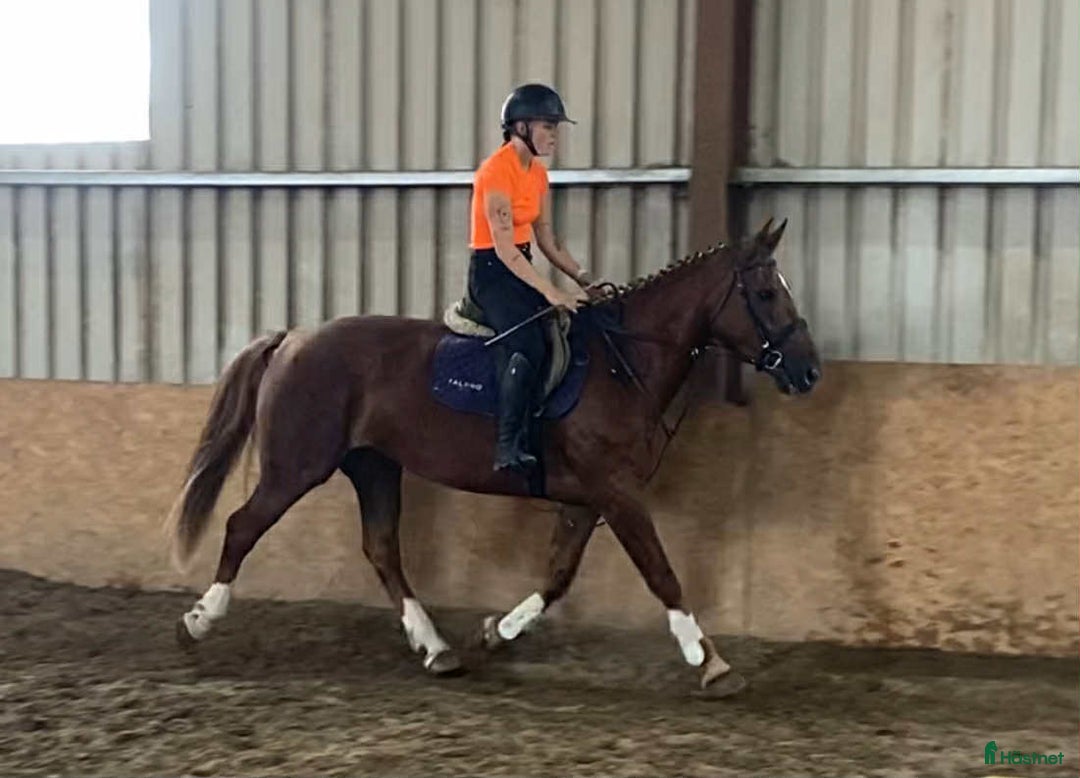 Allround hästar till salu: Solid allrounder 163cm i Ljungby - Annons 14