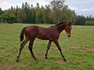 hästar Exelsior Optimus-Balou Du Reventon-Million Dollar - Annons 4