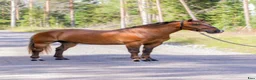 Allround hästar till salu: Allroundhäst av mindre modell - Annons 4