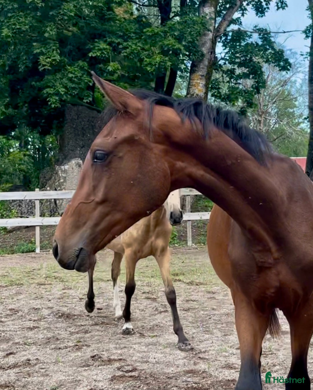 Dressyr hästar till salu: Dressyrstammad hingst 1,5år i Degerfors - Annons 2