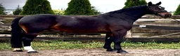 Allround hästar till salu: Rexon–10yo|170 Silesian Gelding|Family Horse - Annons 14