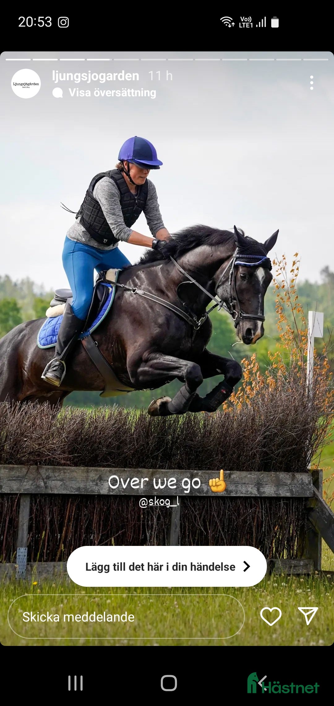  hästar Sportig allround valack  i Göteborg - Annons 12