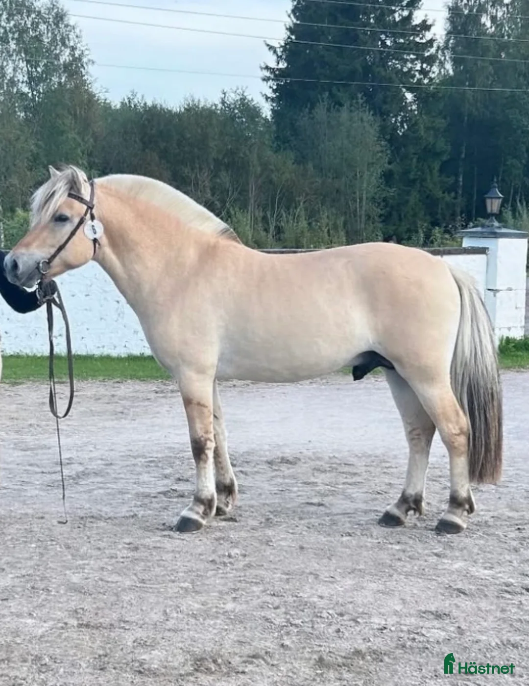 Allround hästar till salu: Godkänd Hingst  - Annons 4