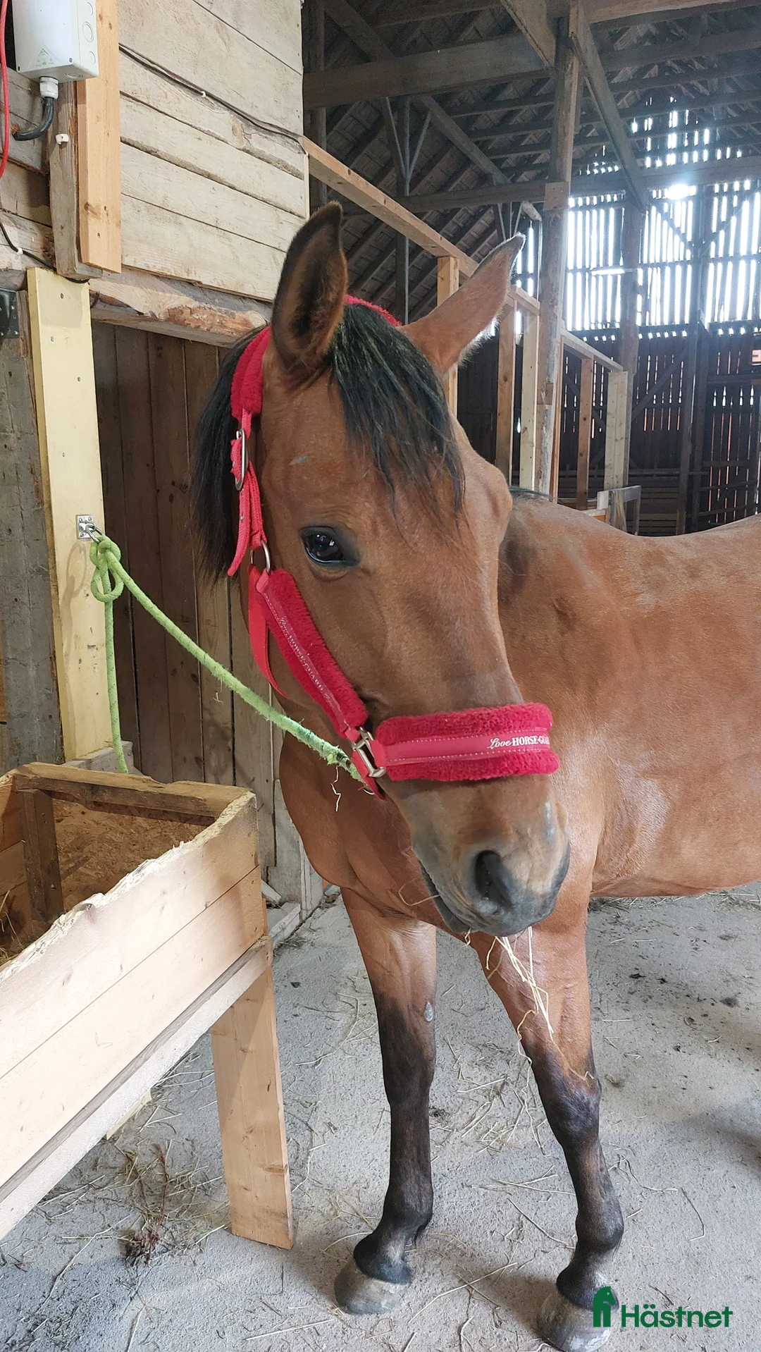 Allround hästar till salu: Charmigt sto söker nytt hem! i Tidan - Annons 2