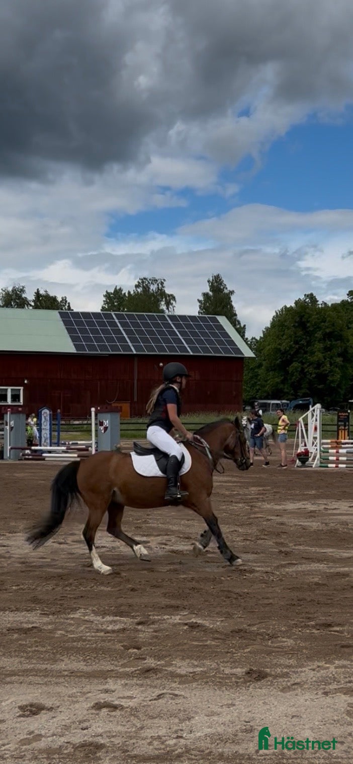  hästar Söker ny bästa kompis och framtida tävlingsponny - Annons 7