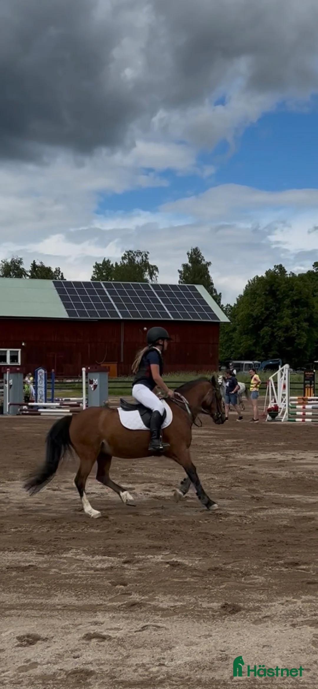 Hoppning hästar sökes: Söker ny bästa kompis och framtida tävlingsponny - Annons 1