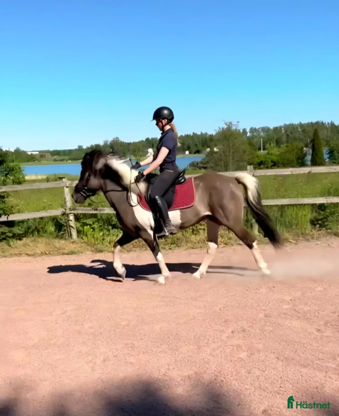 Allround hästar till salu: Social 5-gångare med personlighet på Åland i Grisslehamn - Annons 5