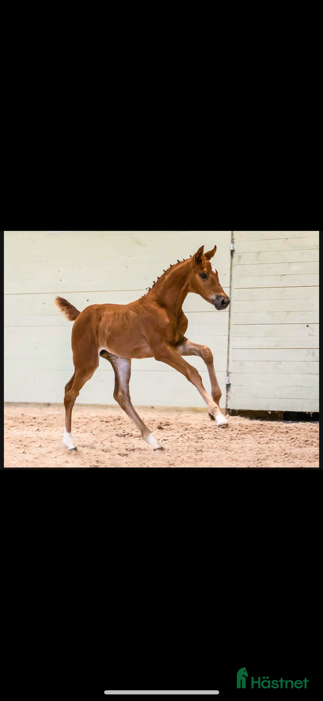 Allround hästar till salu: Ridhäst/avelssto top möderne i Mellerud - Annons 6